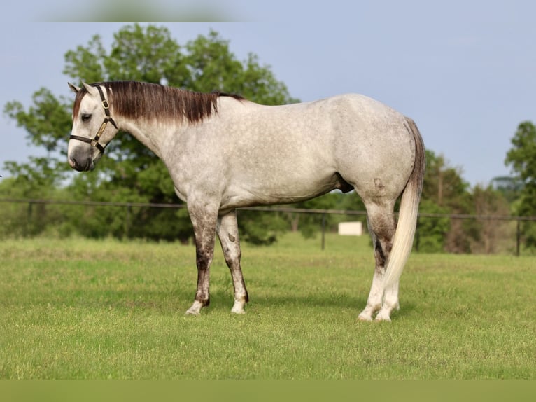 American Quarter Horse Ruin 5 Jaar 155 cm Schimmel in Collinsville