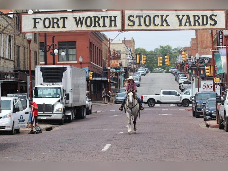 American Quarter Horse Ruin 5 Jaar 155 cm Schimmel in Collinsville