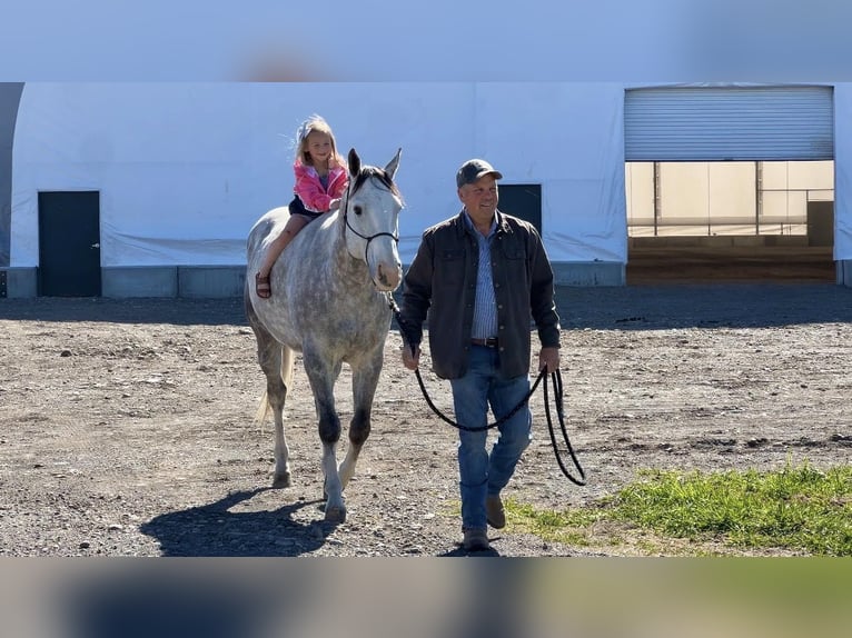 American Quarter Horse Ruin 5 Jaar 155 cm Schimmel in Saint Anthony