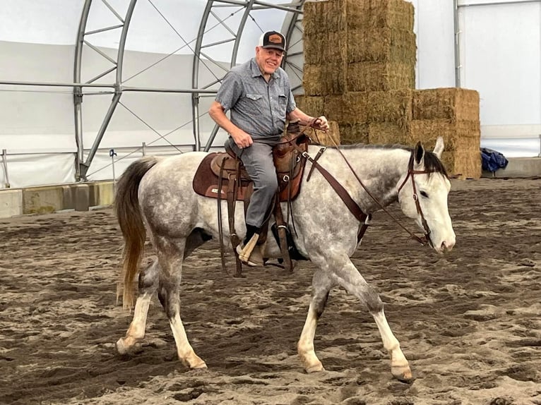 American Quarter Horse Ruin 5 Jaar 155 cm Schimmel in Saint Anthony