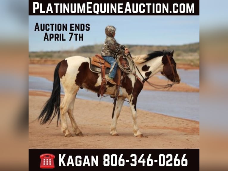 American Quarter Horse Ruin 5 Jaar 155 cm Tobiano-alle-kleuren in Vernon TX
