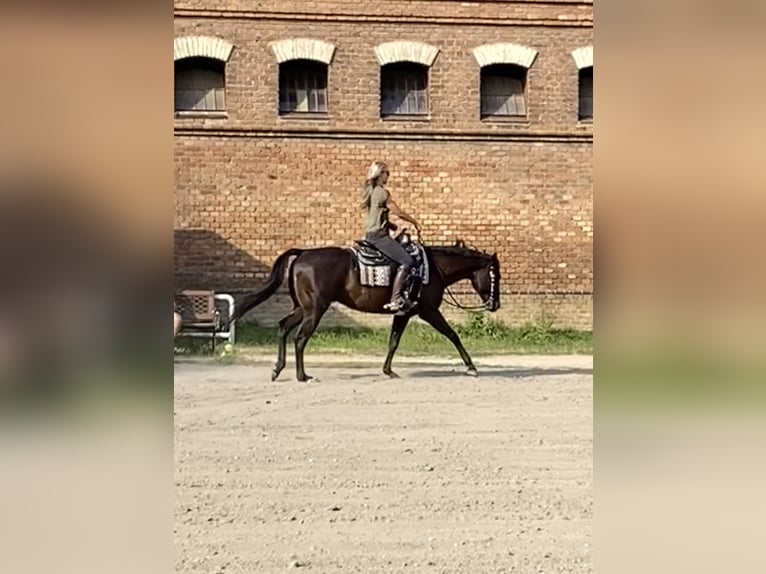 American Quarter Horse Ruin 5 Jaar 155 cm Zwart in Groß-Enzersdorf