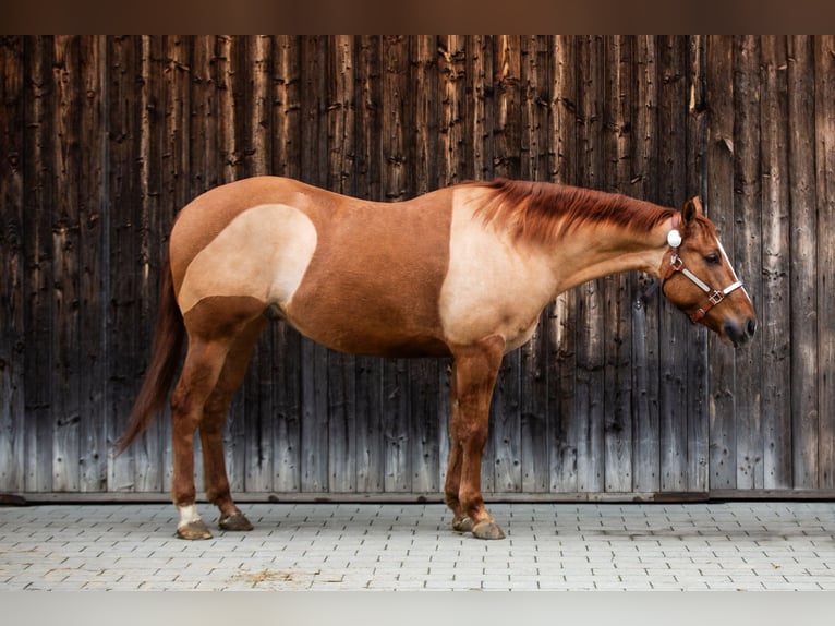 American Quarter Horse Ruin 5 Jaar 156 cm Red Dun in Tannheim