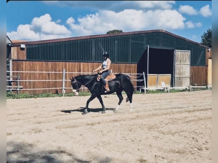 American Quarter Horse Mix Ruin 5 Jaar 156 cm Zwart in Künzell