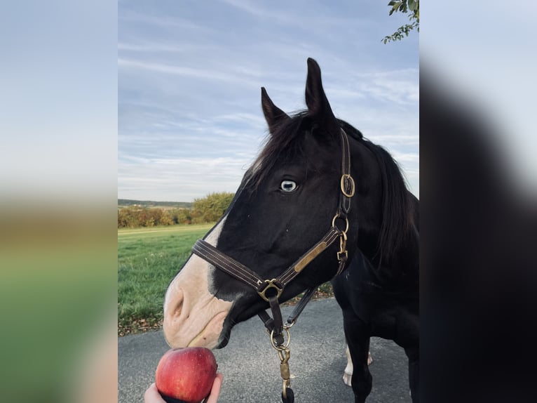 American Quarter Horse Mix Ruin 5 Jaar 156 cm Zwart in Künzell