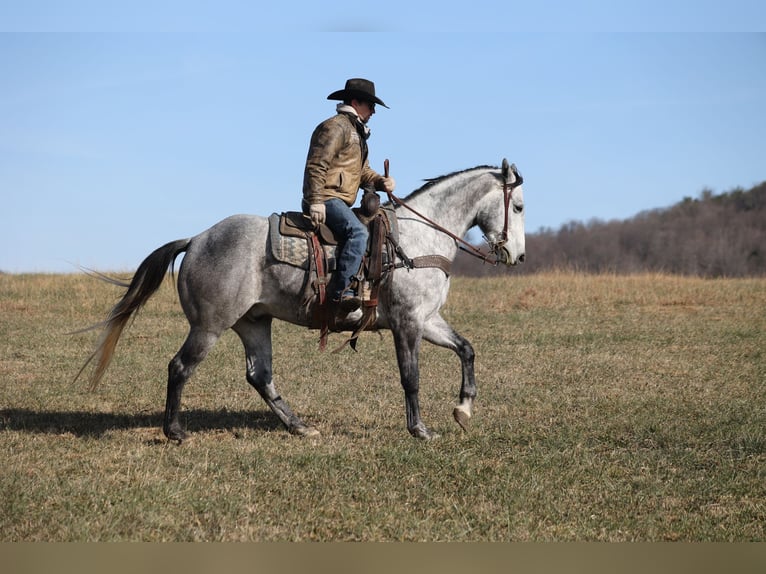 American Quarter Horse Ruin 5 Jaar 157 cm Appelschimmel in Berea, KY