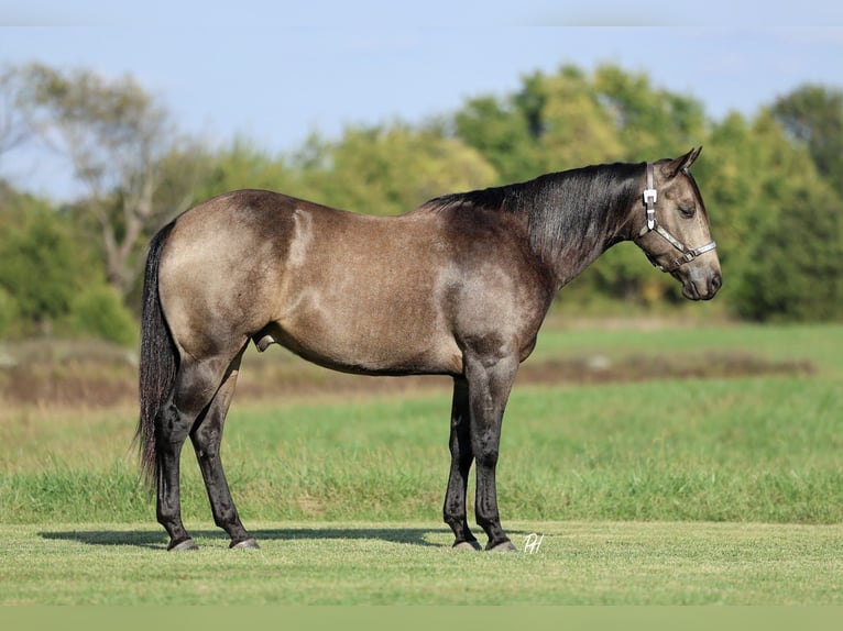 American Quarter Horse Ruin 5 Jaar 157 cm Buckskin in Buffalo