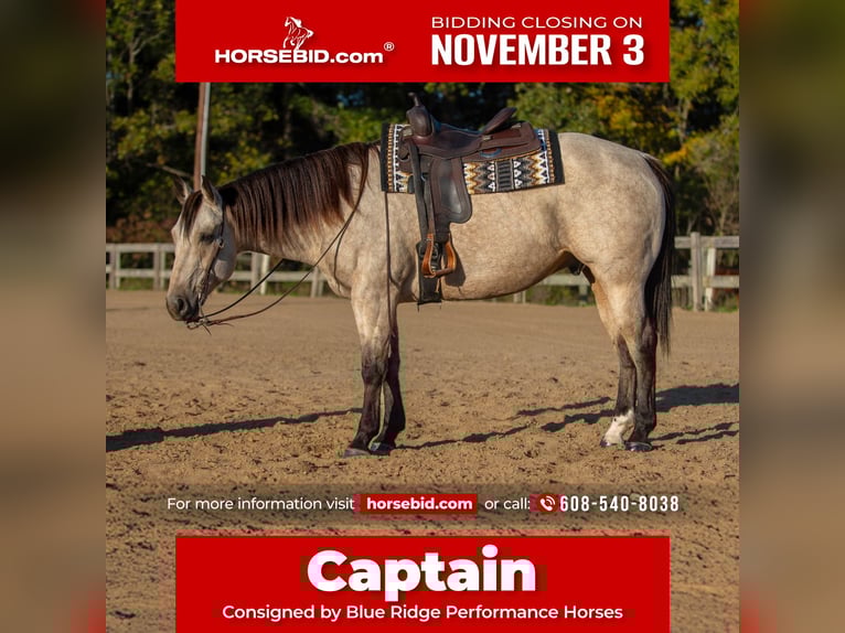 American Quarter Horse Ruin 5 Jaar 157 cm Buckskin in Mayfield American Quarter Horse Ruin 5 Jaar 157 cm Buckskin in Mayfield