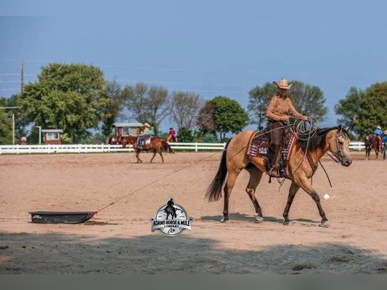American Quarter Horse Ruin 5 Jaar 157 cm Buckskin in Wickenburg