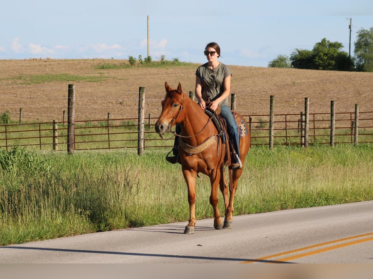 American Quarter Horse Ruin 5 Jaar 157 cm Donkere-vos in Sonora KY