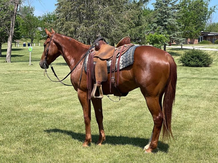 American Quarter Horse Ruin 5 Jaar 157 cm Donkere-vos in Zearing IA