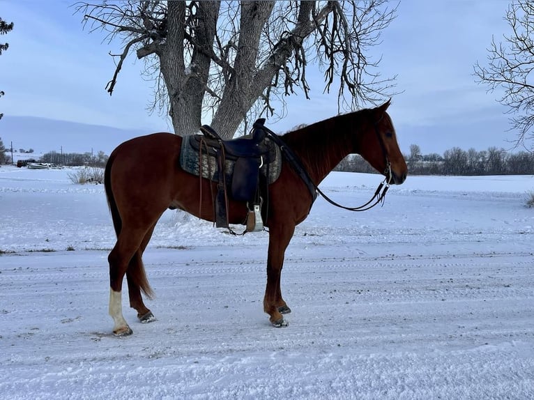 American Quarter Horse Ruin 5 Jaar 157 cm Donkere-vos in Zearing IA