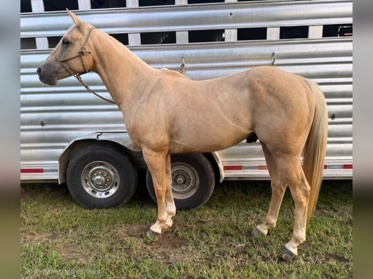 American Quarter Horse Ruin 5 Jaar 157 cm Palomino in Mascoutah