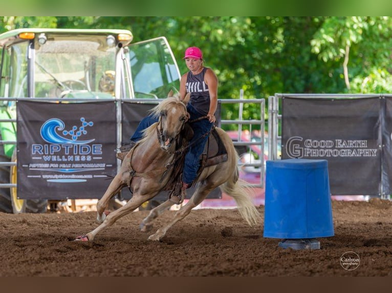 American Quarter Horse Ruin 5 Jaar 157 cm Palomino in Mascoutah