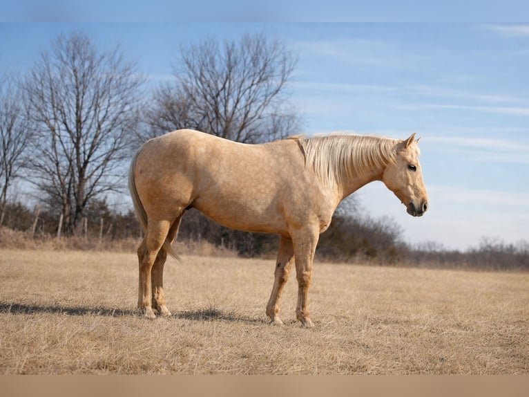 American Quarter Horse Ruin 5 Jaar 157 cm Palomino in Cincinnati