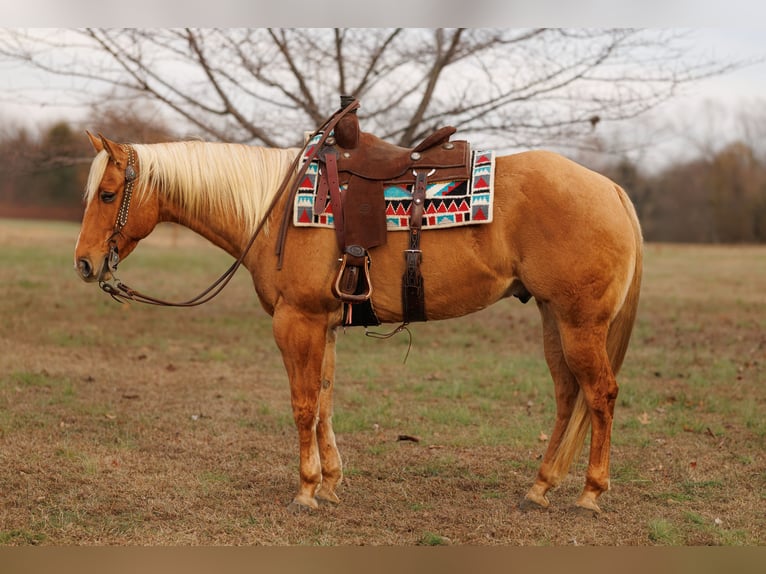American Quarter Horse Ruin 5 Jaar 157 cm Palomino in Quitman
