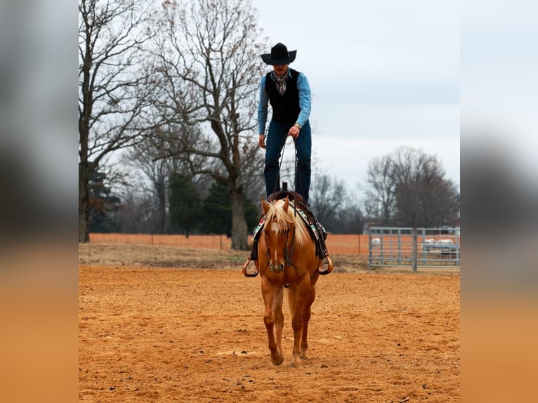 American Quarter Horse Ruin 5 Jaar 157 cm Palomino in Quitman