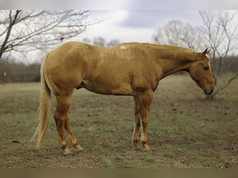 American Quarter Horse Ruin 5 Jaar 157 cm Palomino in Quitman