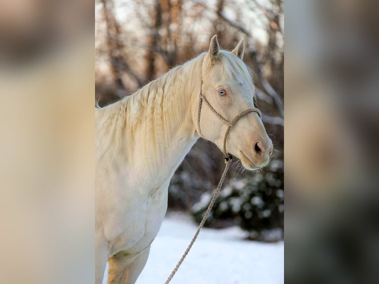 American Quarter Horse Ruin 5 Jaar 157 cm Perlino in Santa Fe TN