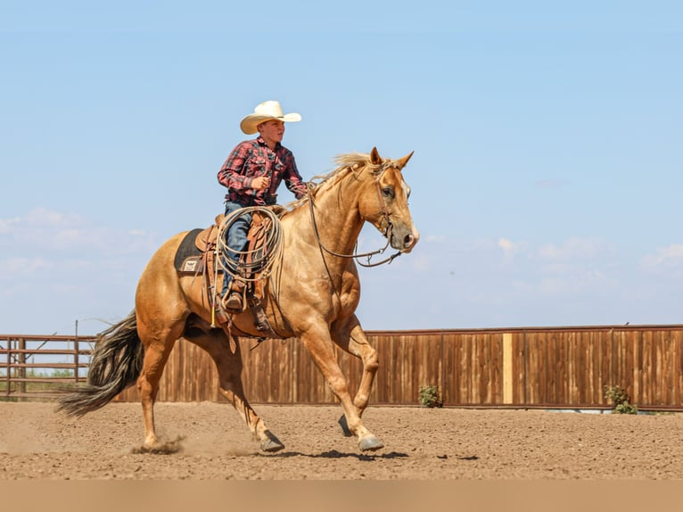 American Quarter Horse Ruin 5 Jaar 157 cm in Canyon, TX