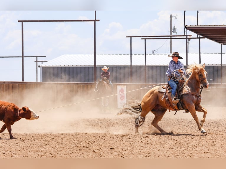 American Quarter Horse Ruin 5 Jaar 157 cm in Canyon, TX