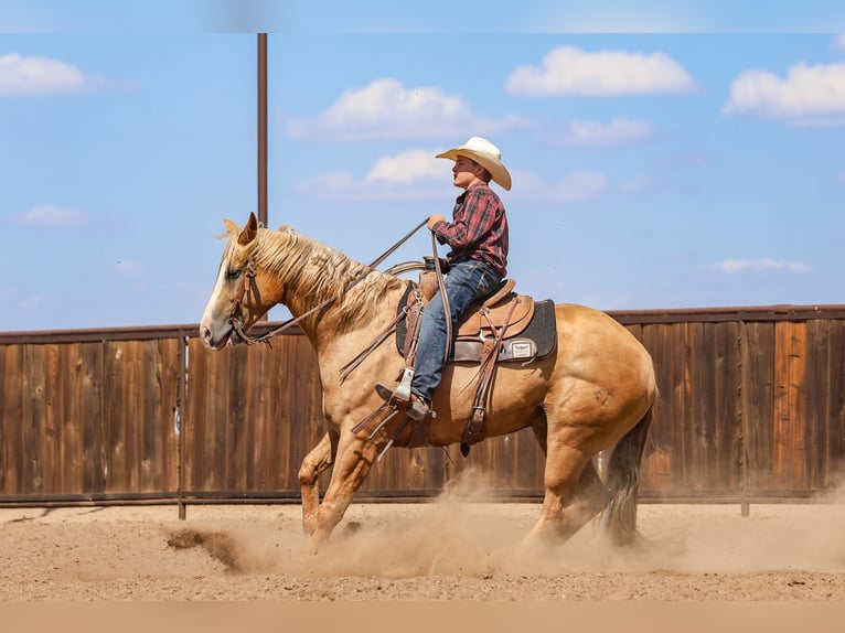 American Quarter Horse Ruin 5 Jaar 157 cm in Canyon, TX