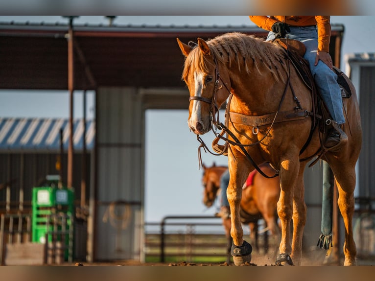 American Quarter Horse Ruin 5 Jaar 157 cm in Canyon, TX