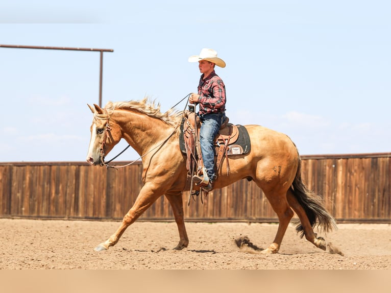 American Quarter Horse Ruin 5 Jaar 157 cm in Canyon, TX
