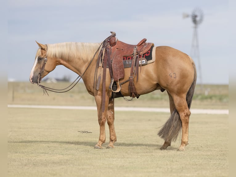American Quarter Horse Ruin 5 Jaar 157 cm in Canyon, TX