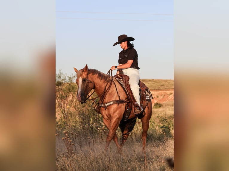 American Quarter Horse Ruin 5 Jaar 157 cm in Canyon, TX