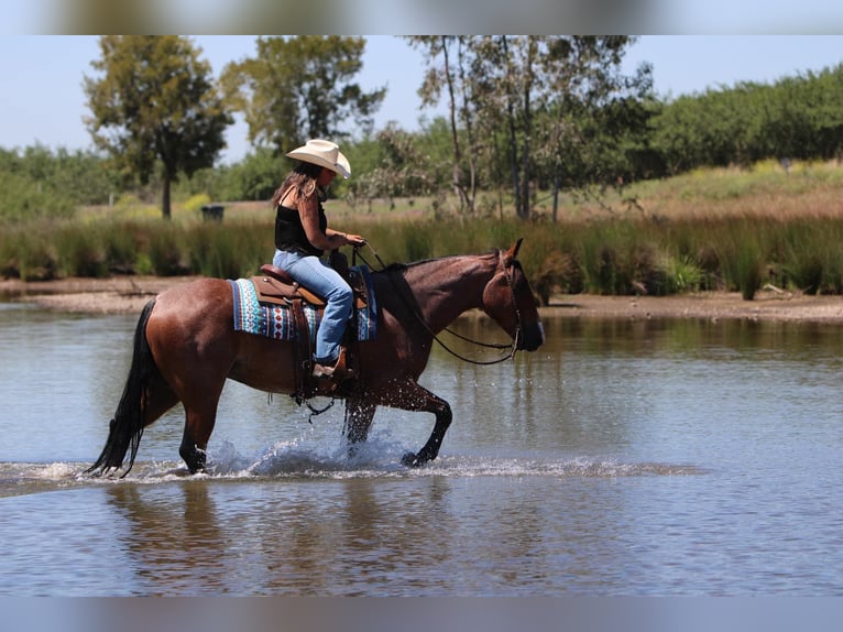 American Quarter Horse Ruin 5 Jaar 157 cm Roan-Bay in Waterford, CA