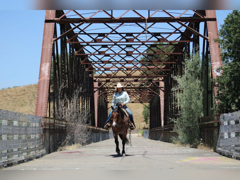 American Quarter Horse Ruin 5 Jaar 157 cm Roan-Bay in Waterford, CA