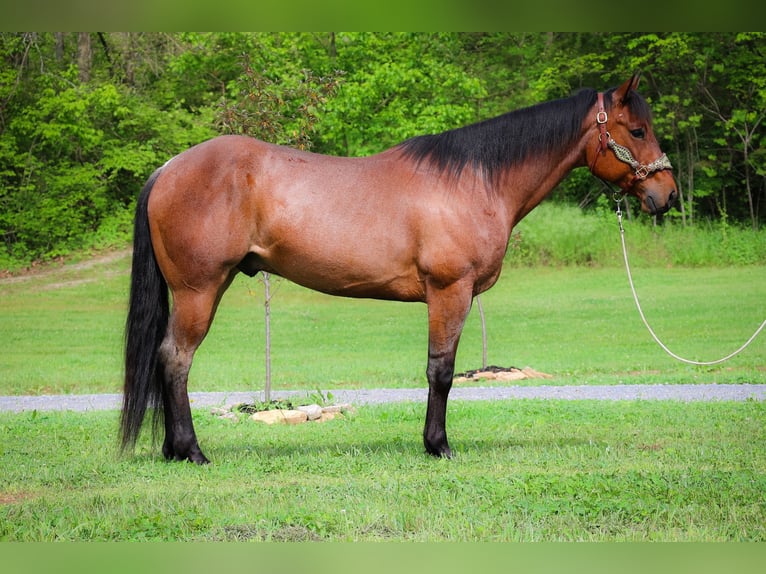 American Quarter Horse Ruin 5 Jaar 157 cm Roan-Bay in Flemingsburg KY