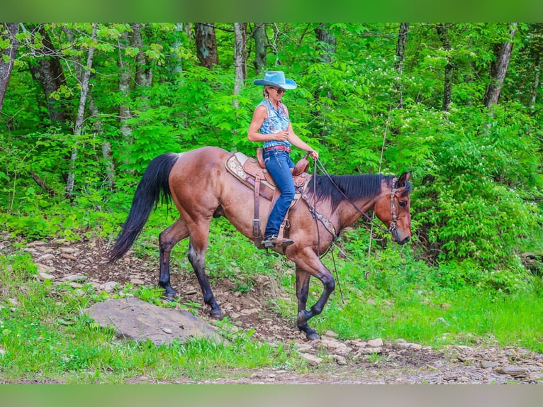 American Quarter Horse Ruin 5 Jaar 157 cm Roan-Bay in Flemingsburg KY