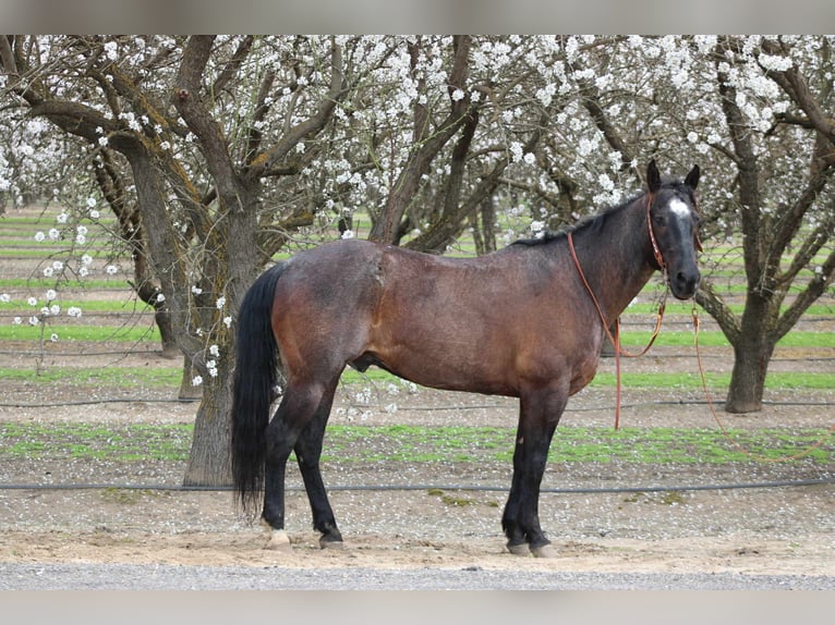 American Quarter Horse Ruin 5 Jaar 157 cm Roan-Blue in Atwater