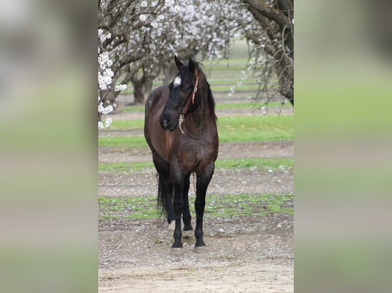 American Quarter Horse Ruin 5 Jaar 157 cm Roan-Blue in Atwater
