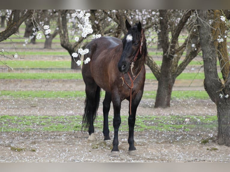 American Quarter Horse Ruin 5 Jaar 157 cm Roan-Blue in Atwater