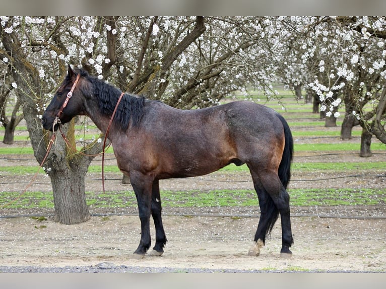 American Quarter Horse Ruin 5 Jaar 157 cm Roan-Blue in Atwater