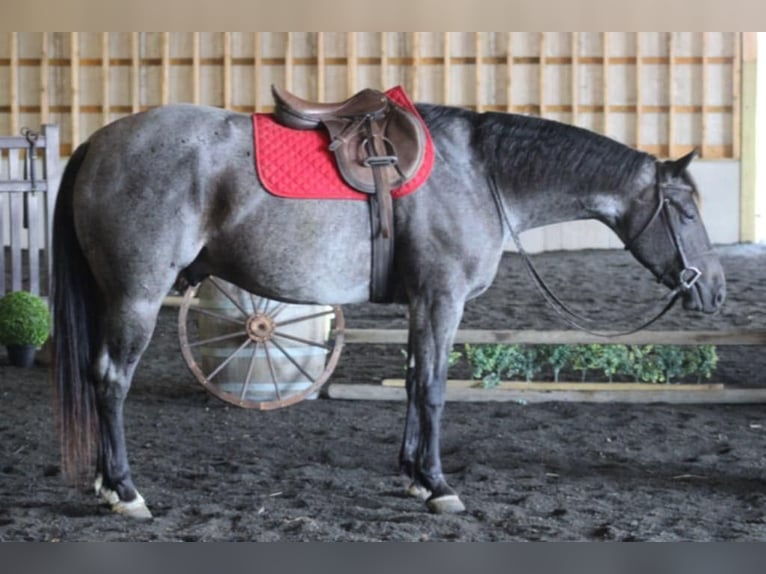 American Quarter Horse Ruin 5 Jaar 157 cm Roan-Blue in Beaver Springs