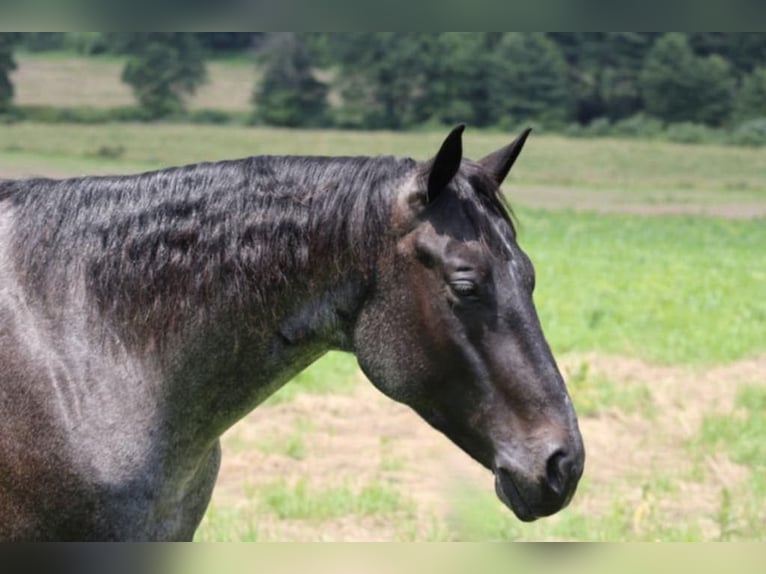 American Quarter Horse Ruin 5 Jaar 157 cm Roan-Blue in Beaver Springs
