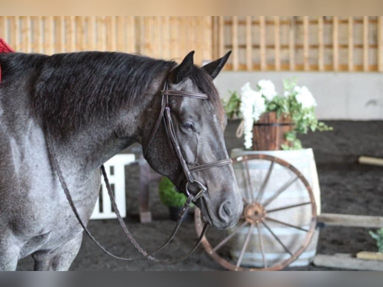 American Quarter Horse Ruin 5 Jaar 157 cm Roan-Blue in Beaver Springs