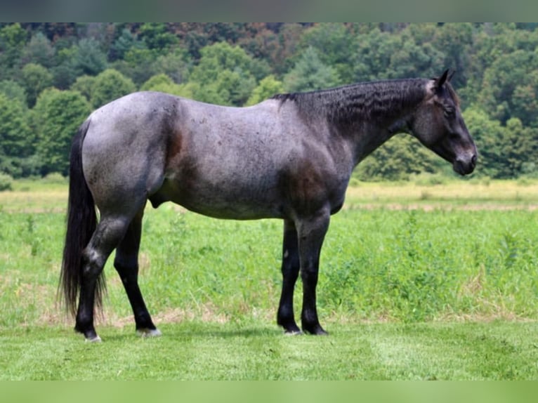 American Quarter Horse Ruin 5 Jaar 157 cm Roan-Blue in Beaver Springs