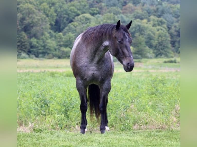 American Quarter Horse Ruin 5 Jaar 157 cm Roan-Blue in Beaver Springs