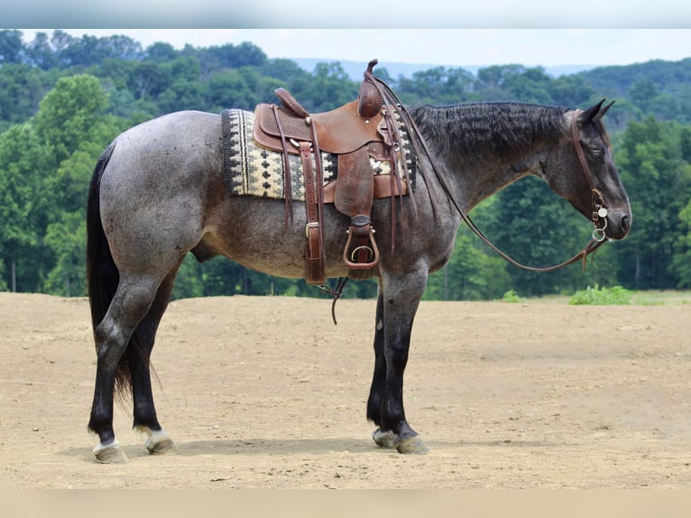 American Quarter Horse Ruin 5 Jaar 157 cm Roan-Blue in Beaver Springs
