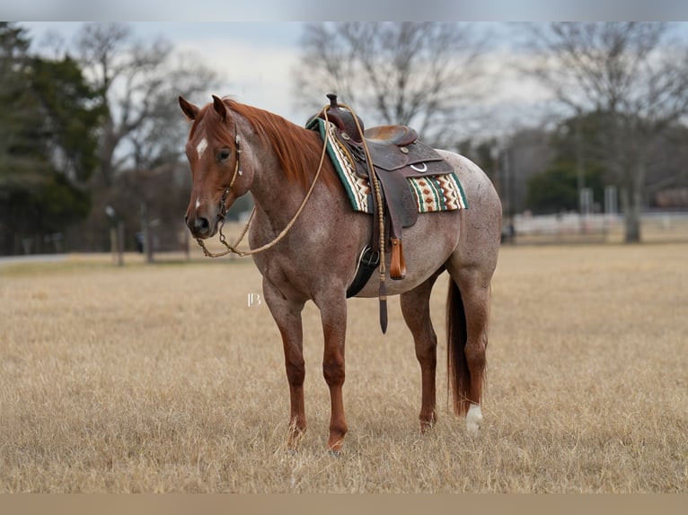 American Quarter Horse Ruin 5 Jaar 157 cm Roan-Red in Terrell