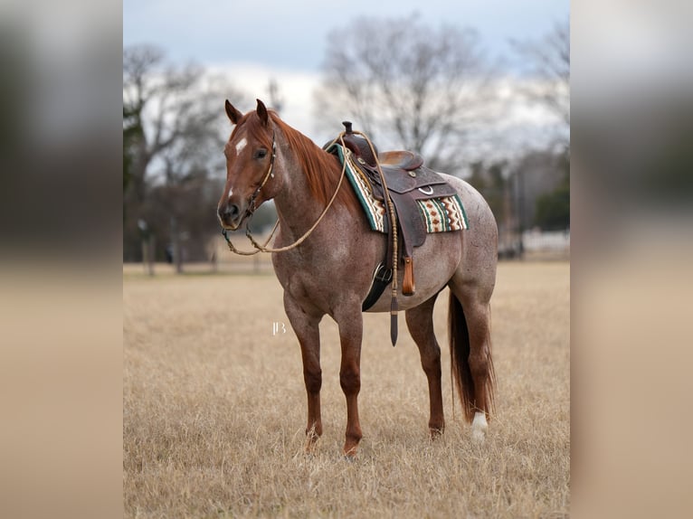 American Quarter Horse Ruin 5 Jaar 157 cm Roan-Red in Terrell