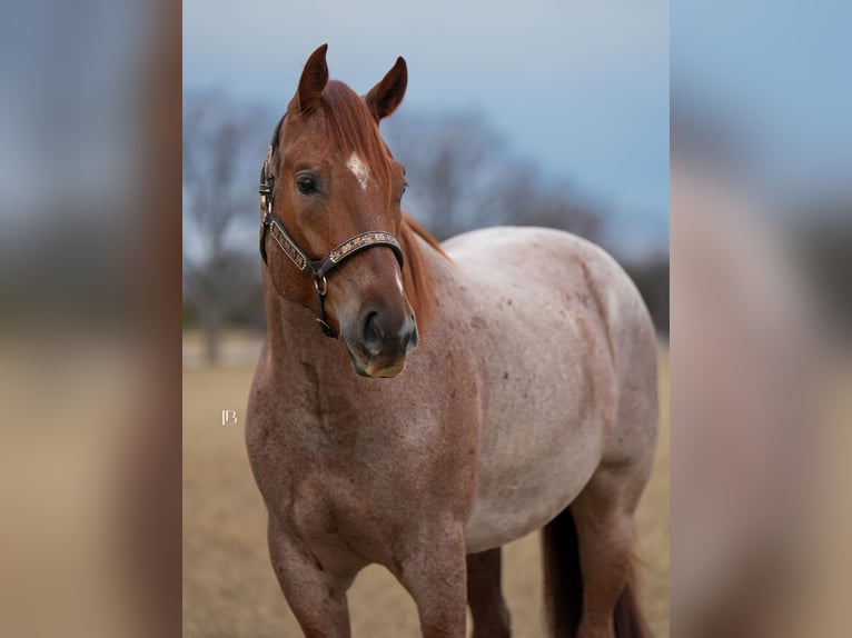 American Quarter Horse Ruin 5 Jaar 157 cm Roan-Red in Terrell