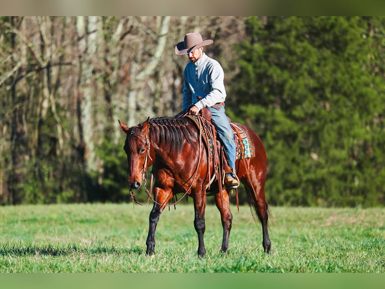 American Quarter Horse Ruin 5 Jaar 157 cm Roodbruin in Lyles