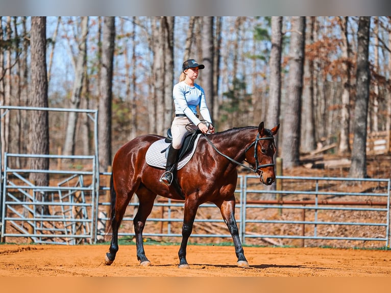 American Quarter Horse Ruin 5 Jaar 157 cm Roodbruin in Lyles