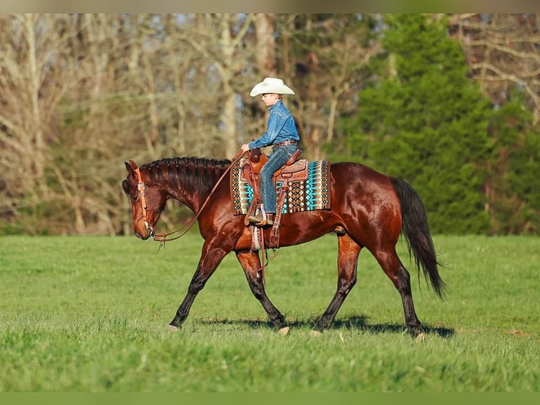 American Quarter Horse Ruin 5 Jaar 157 cm Roodbruin in Lyles